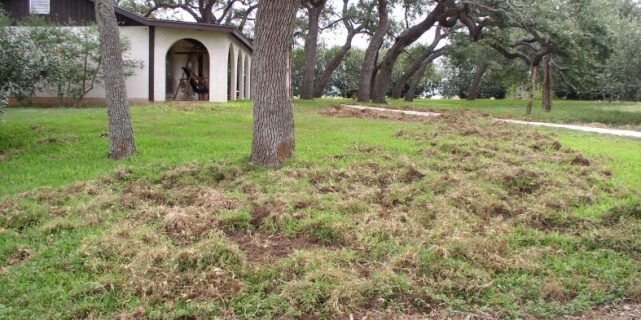 Grubs & Their Effects on Landscapes