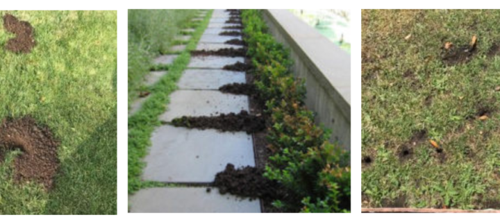 Voles, Moles, and Gophers: Key Differences