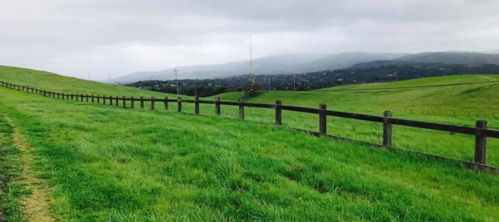 Guide to Winter Pest Control in California