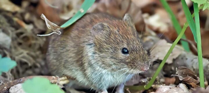 How to Get Rid of Voles in Your Yard