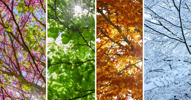 Seasonal Changes to Pest Activity