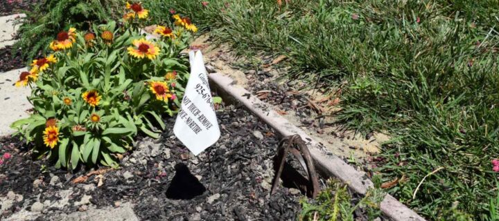 Springtime Pest Control in California